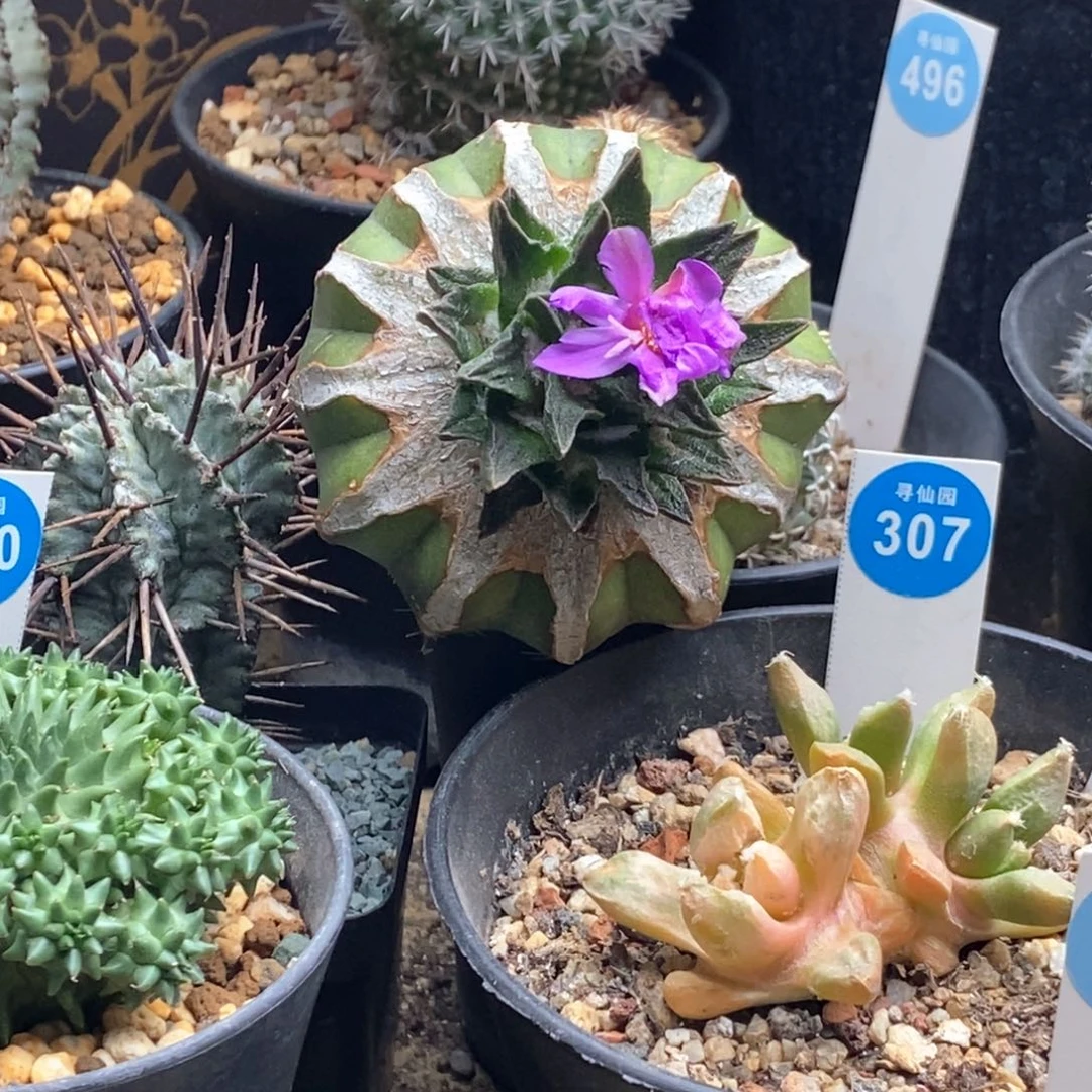 此**毒590娇丽仙人球56888