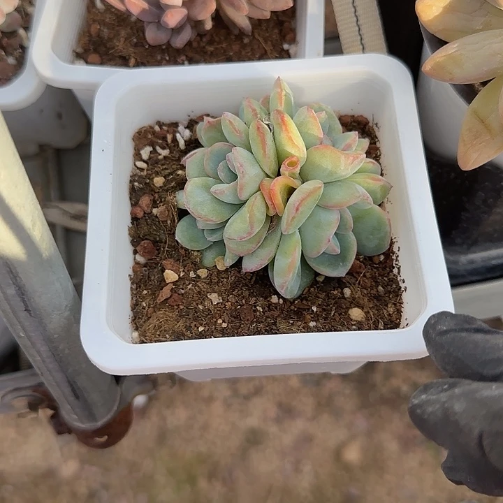 青蛙王子儿童牙膏11
