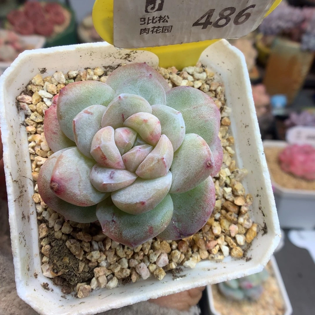 486彩色冰玉石化多肉