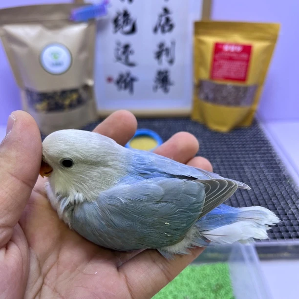 精品蓝熏母K98790-桃面鹦鹉