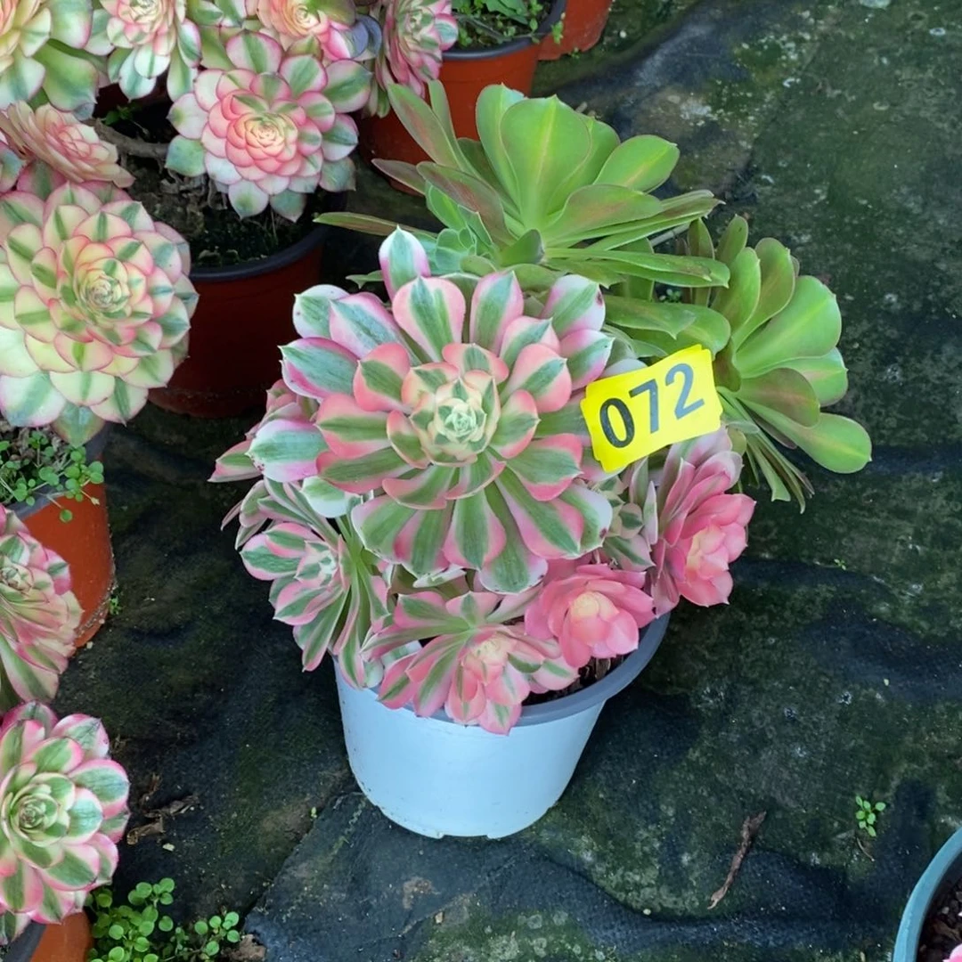 粉女巫多肉法师072