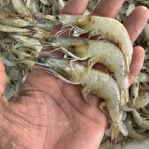 大连本地羊毛虾【白银虾】4斤装顺丰包邮