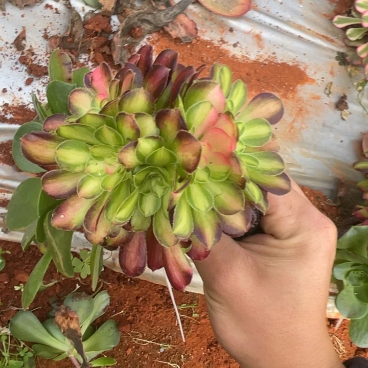 红陶嫁接韶华花脸朵朵法师