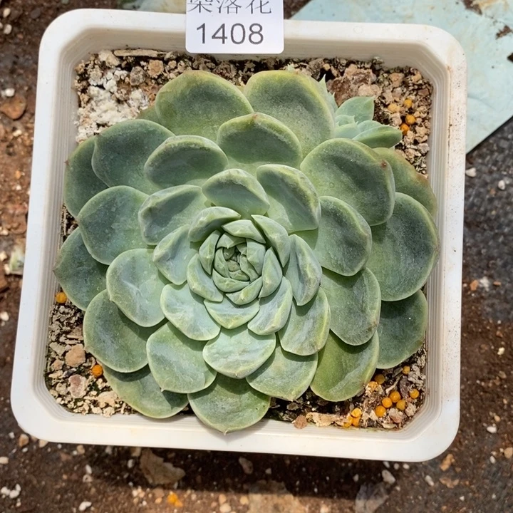 微***精品多肉植物1408