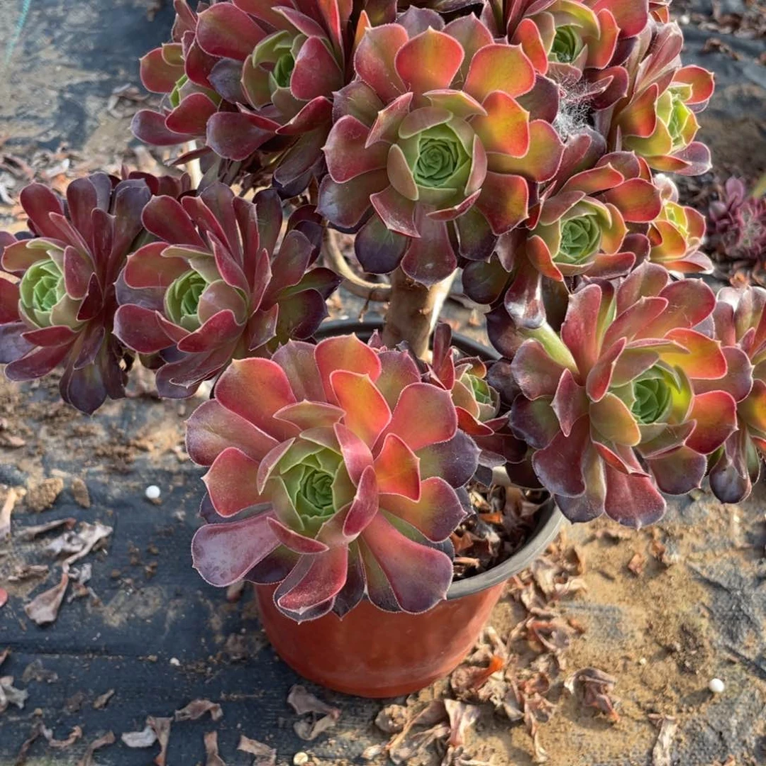 清****娴100000000000044