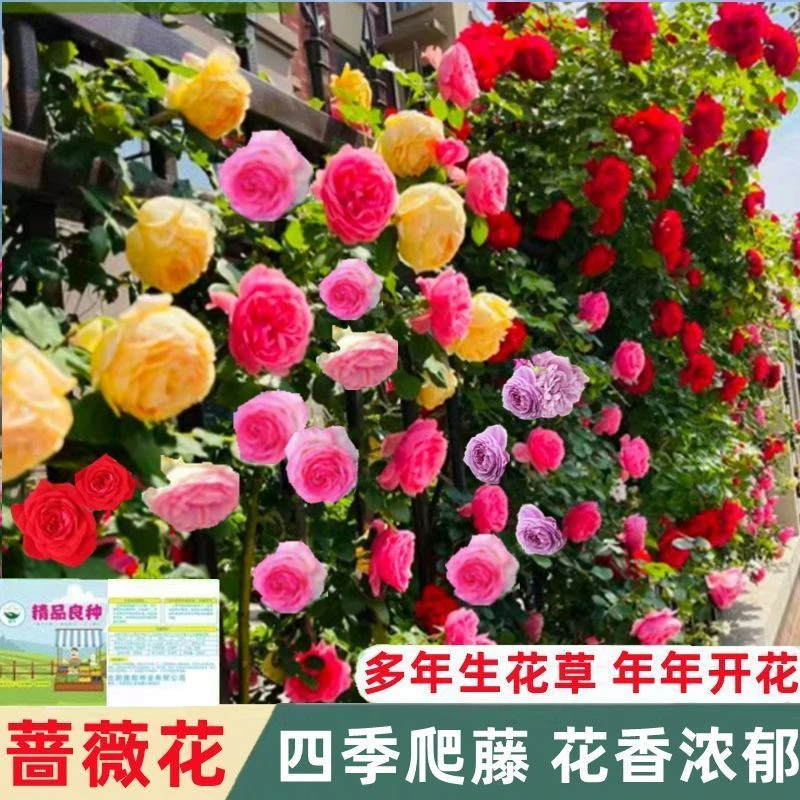 【当季新种】爬藤蔷薇花种子四季开花重瓣庭院阳台盆栽爬藤植物蔬菜
