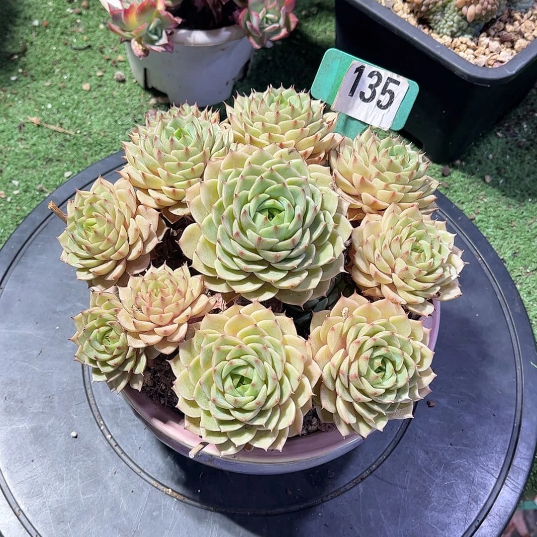 淘***宝本吧蒂丝多肉植物135