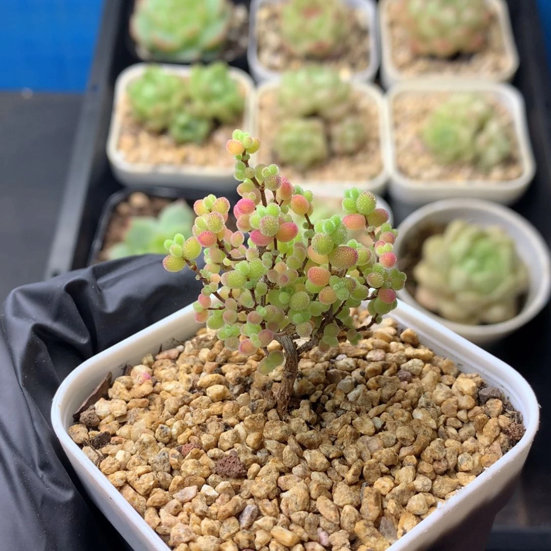 58包邮  群生不包整 17