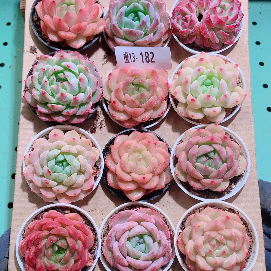 13-182一物一拍带盆18颗