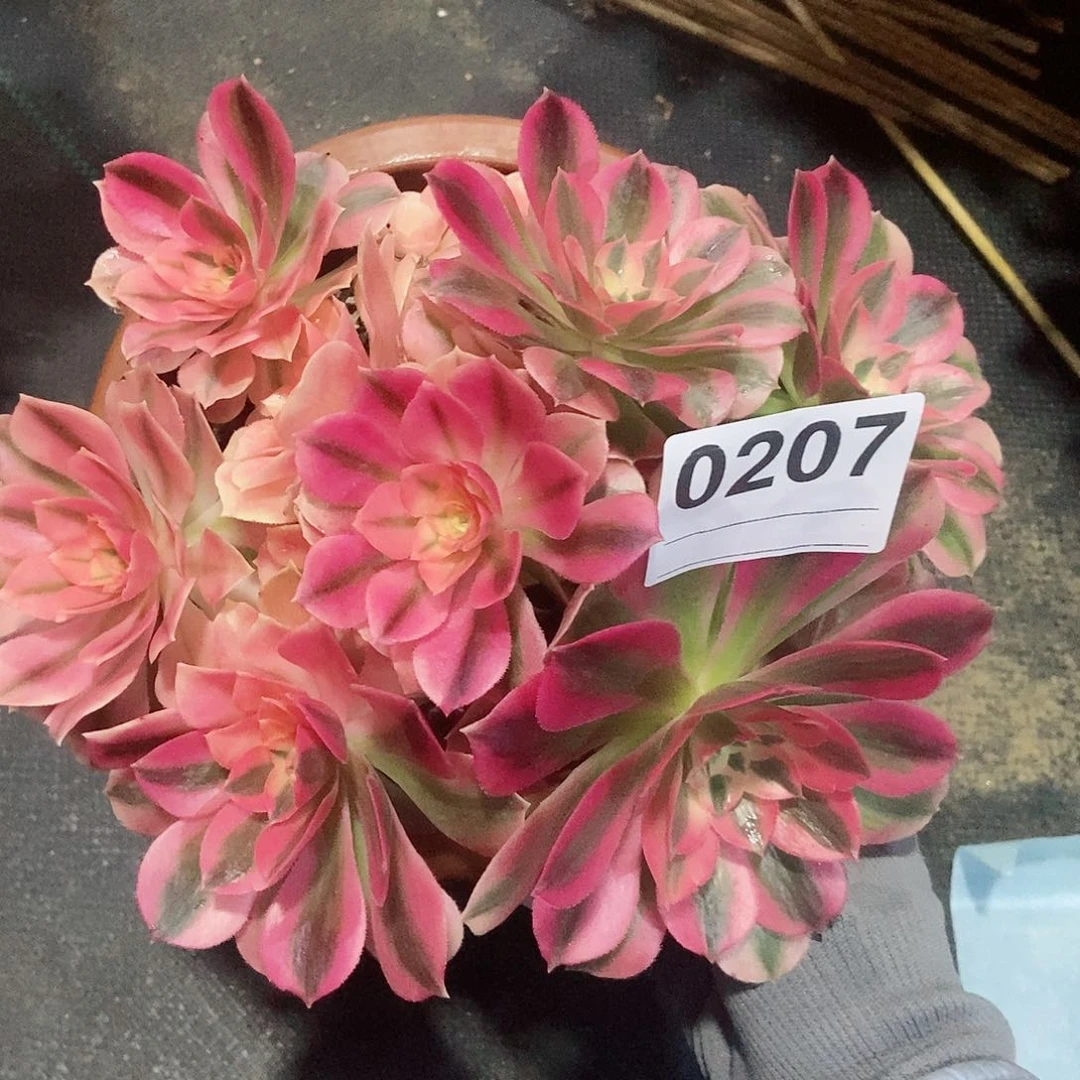 红陶0207女巫4小颗多肉