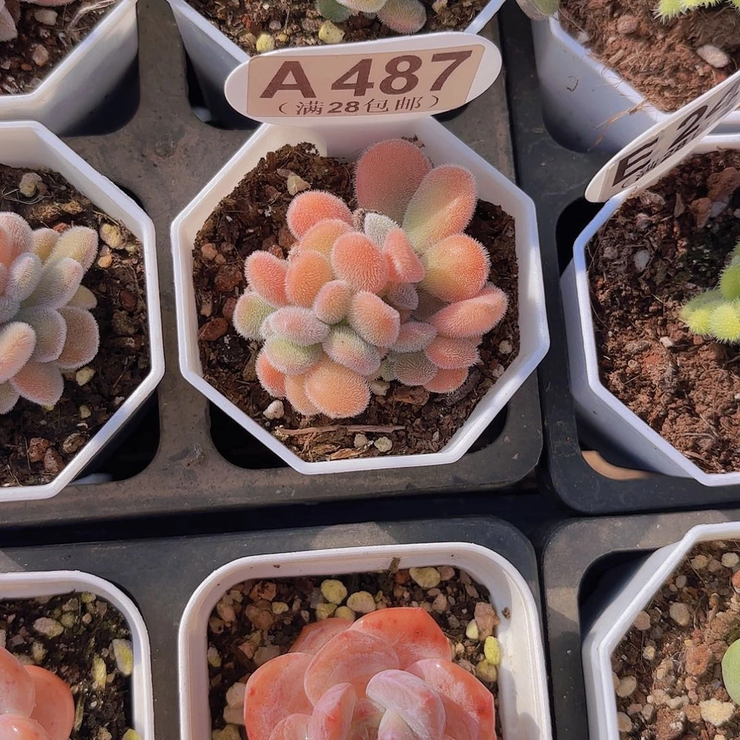 A487雪晃星一物一拍