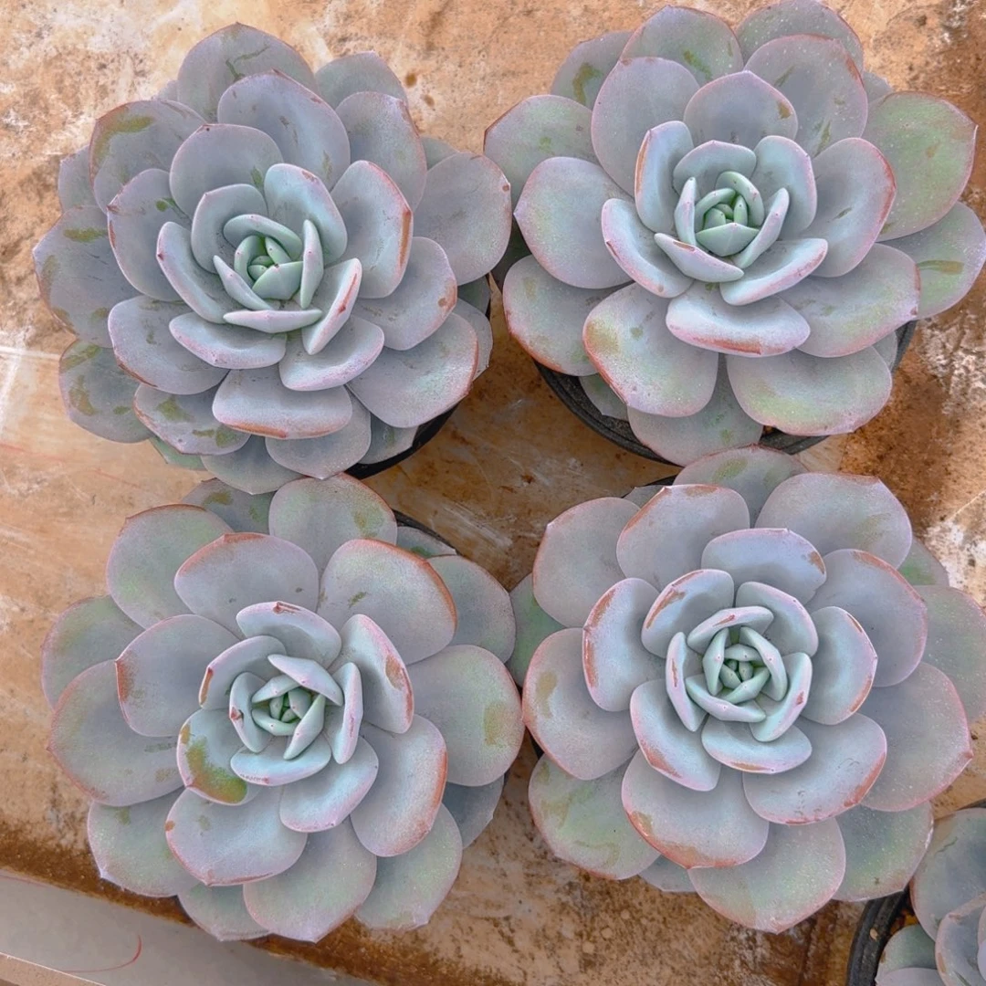 奶茶福利111111111111111