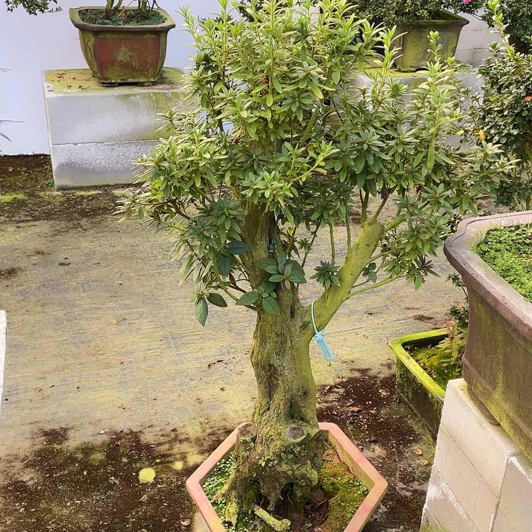当前无花朵，栽培后可花朵用****1