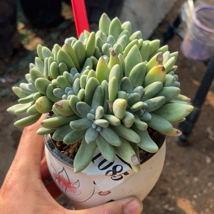 085号法瑞苹果叶3代多肉植物老庄