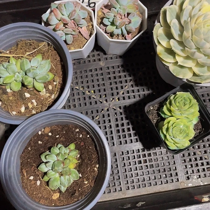阿***咔26号筐带盆土发货