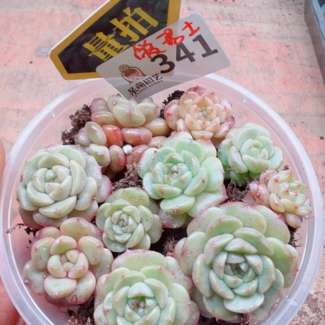 多肉植物多肉植物