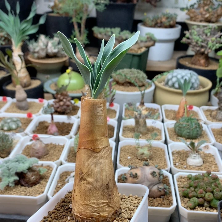 产地巨凤之卵带盆