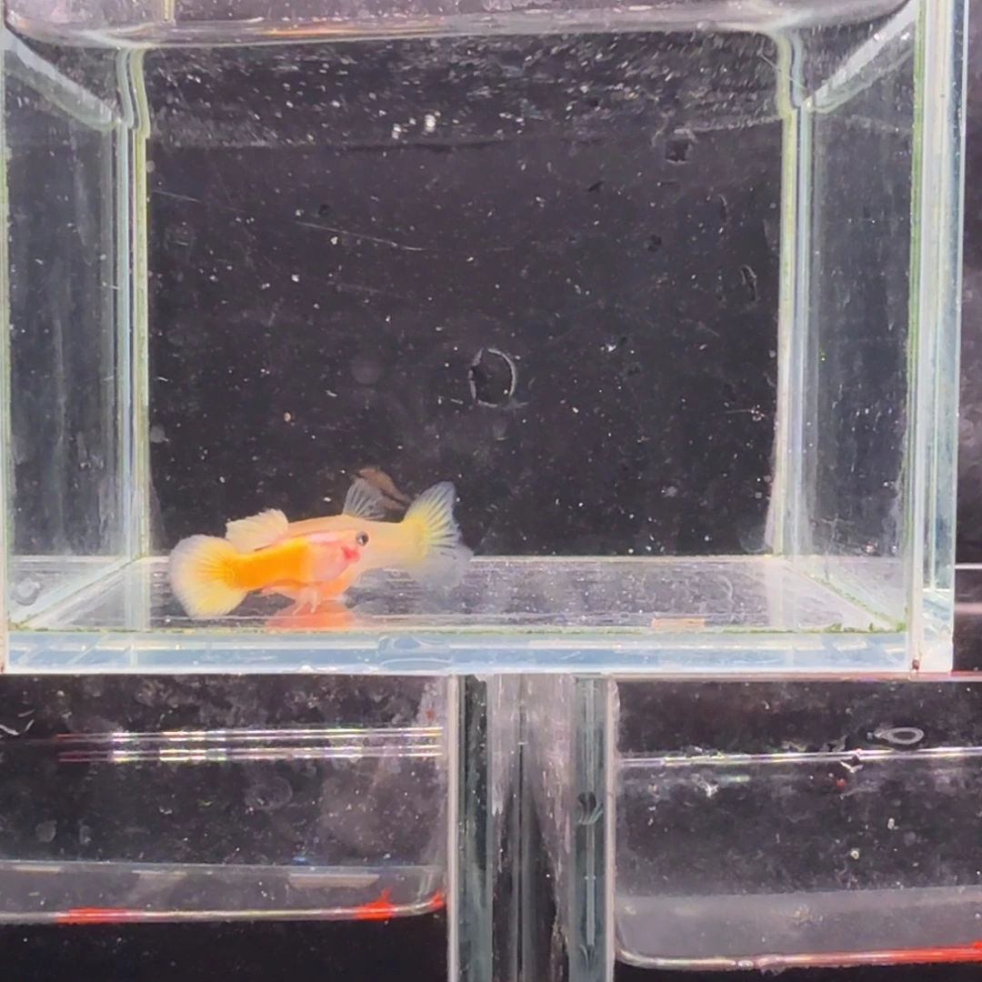 孔雀鱼黄金玻璃猫1对