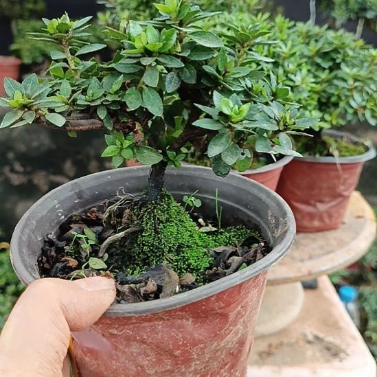 完全开放123456789