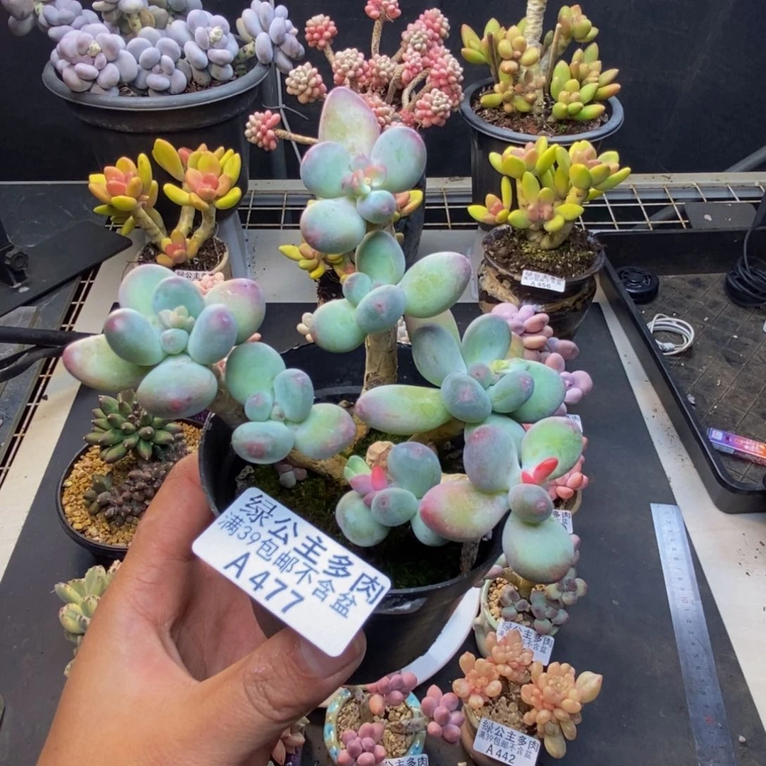 477苹果奶一代多肉8c m
