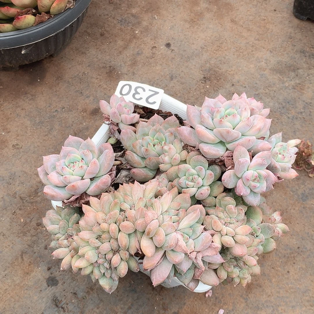 230霜花一物一拍多肉