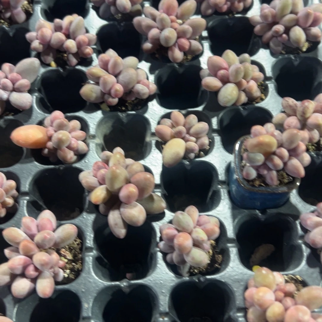 糖果美人三头群到手1颗大小3cm 量拍多肉满18包邮