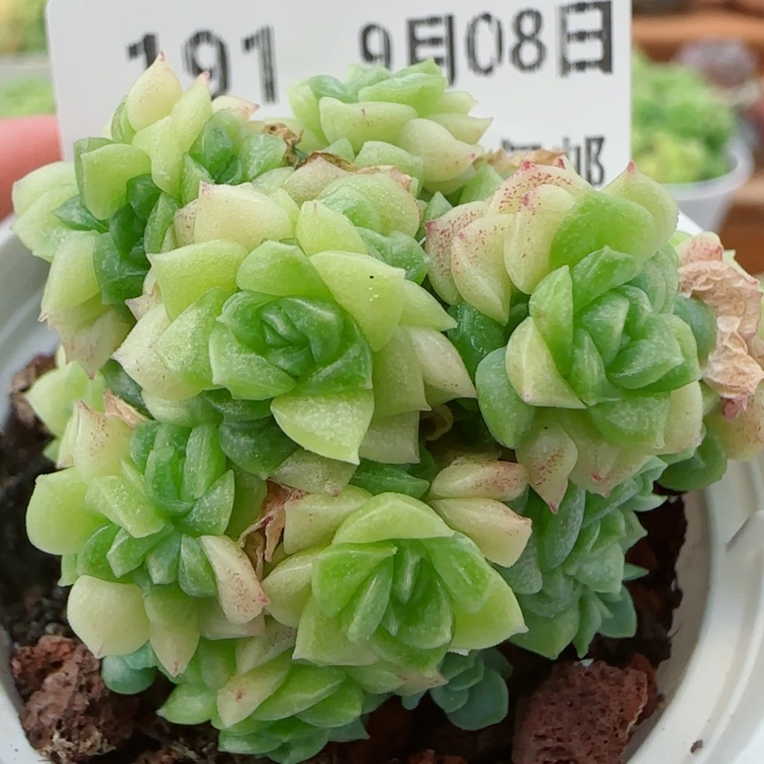 花语逸镜0908-191散