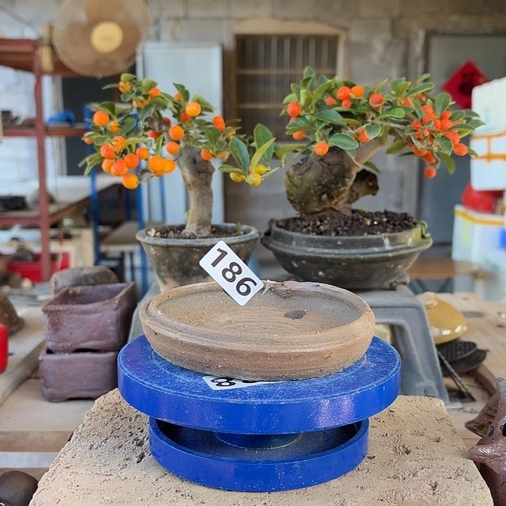 11.5x2///////////186//////