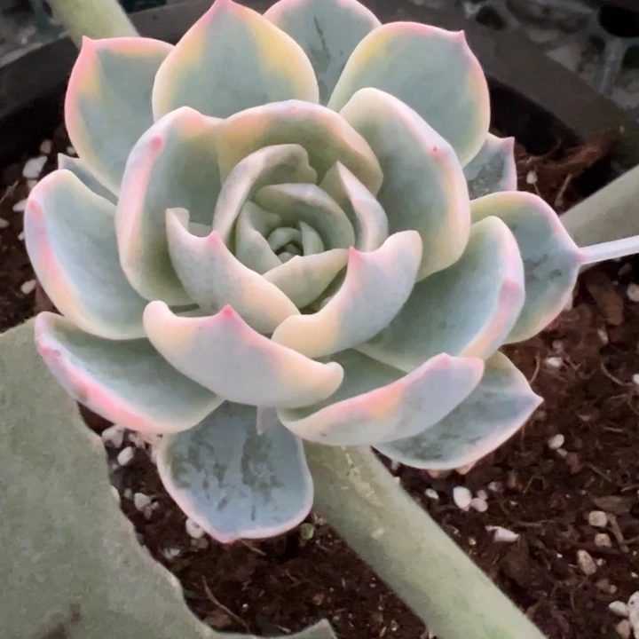 粉蓝鸟锦一物一拍锦龙