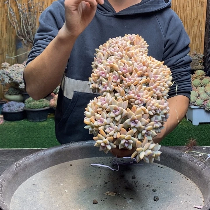 暖****176 号淡雪多肉植物