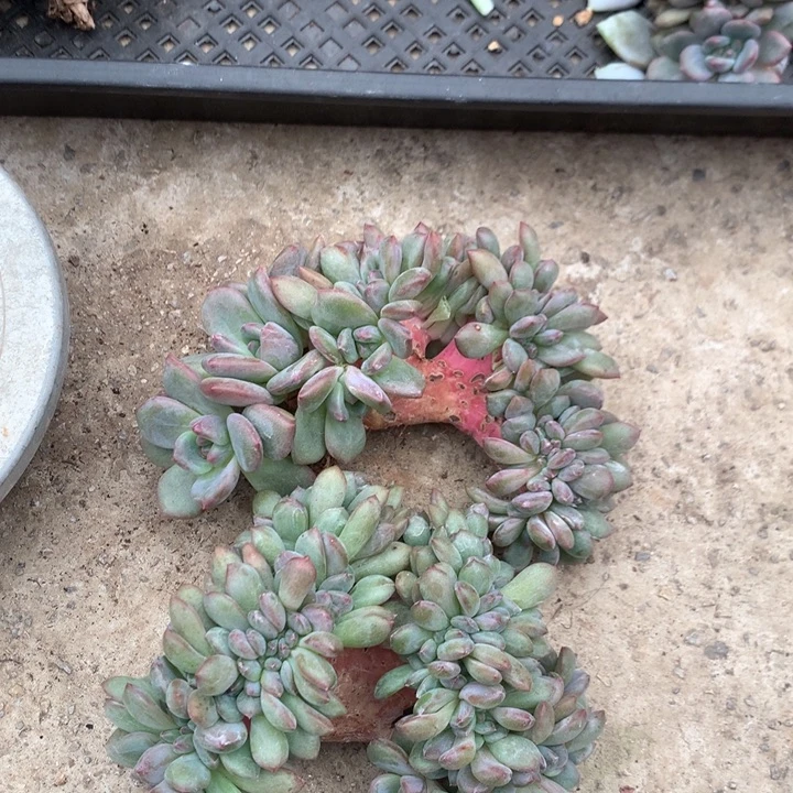 ****潭多肉植物叶插爱丽儿树缀