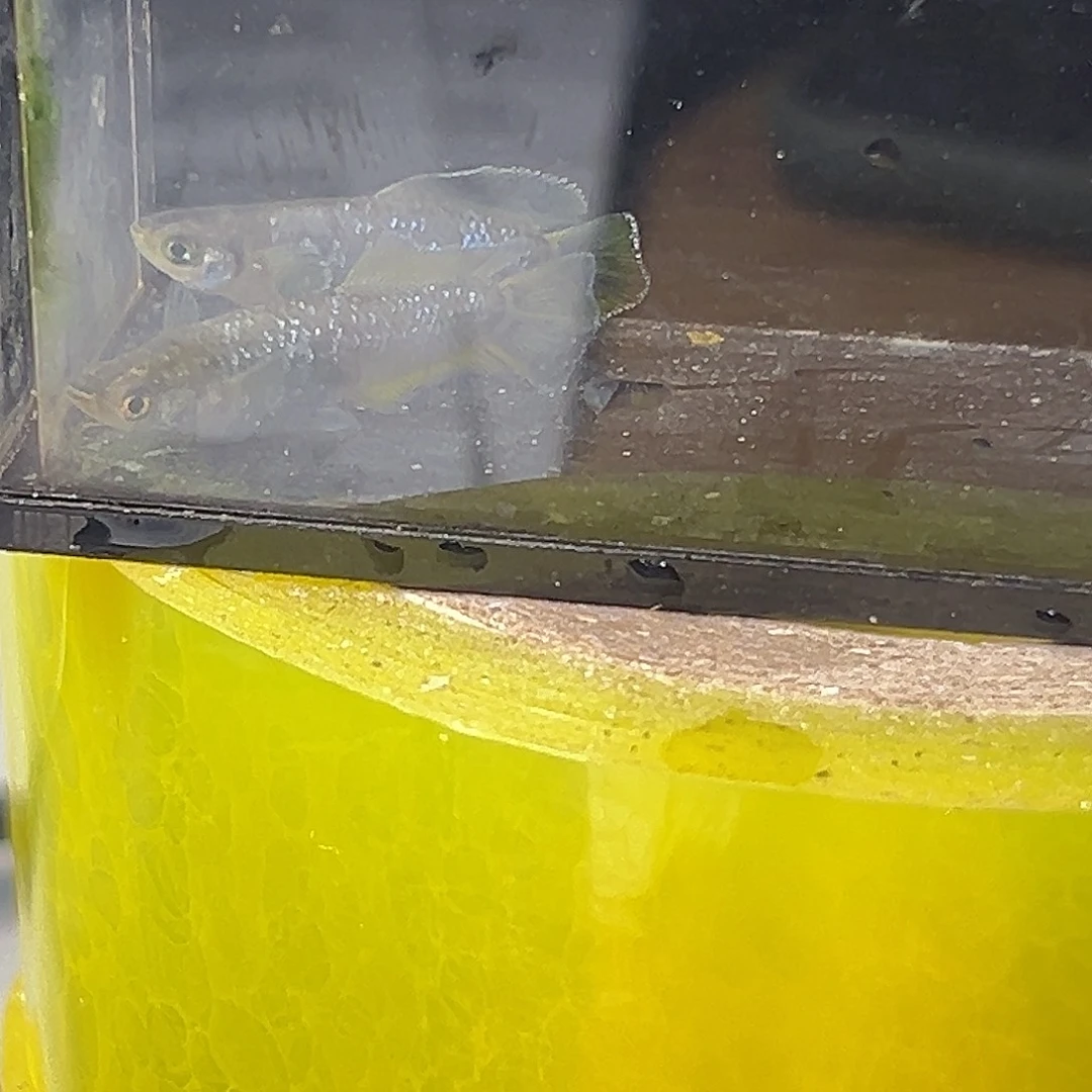 海水观背青鱂奶酪一组50