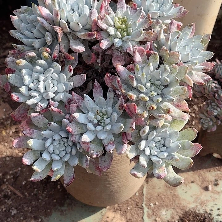 低***华仙女杯多肉植物提取