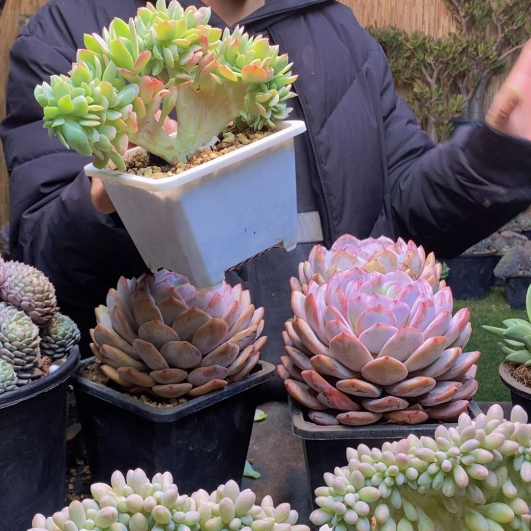 独***®156 号朝霞缀化多肉