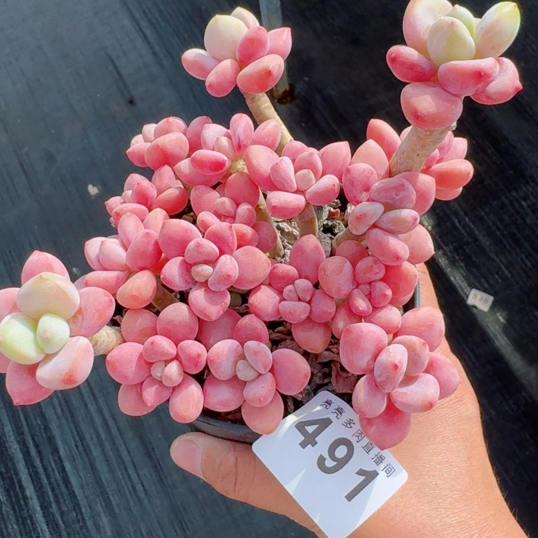 洛神老桩      愿你一路坦途，乘风破浪展宏图