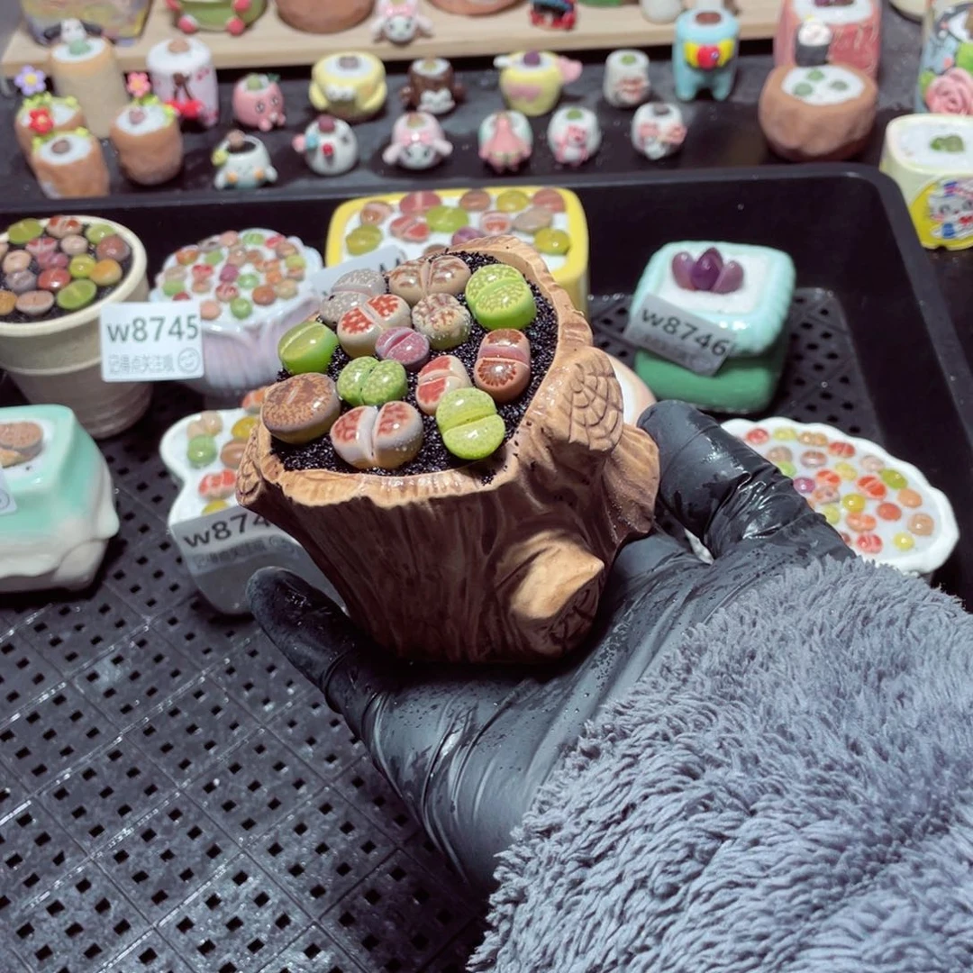 w8752--带盆土发货，零下地区拍保温箱