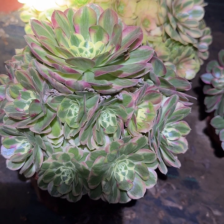 精品倾城法师，单拍，在雨荷朵朵旁