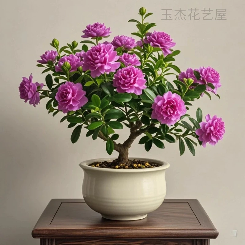 耐寒浓香懒人好养重瓣花阳台室内四季开花庭院青杨花卉绿植盆栽