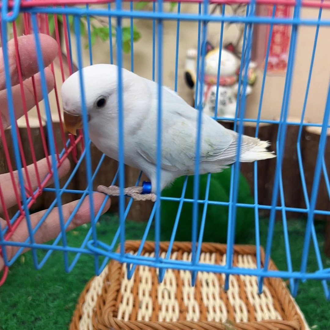桃脸牡丹鹦鹉00259 松伊莎m