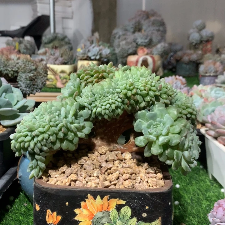 白胖子树缀潜力股