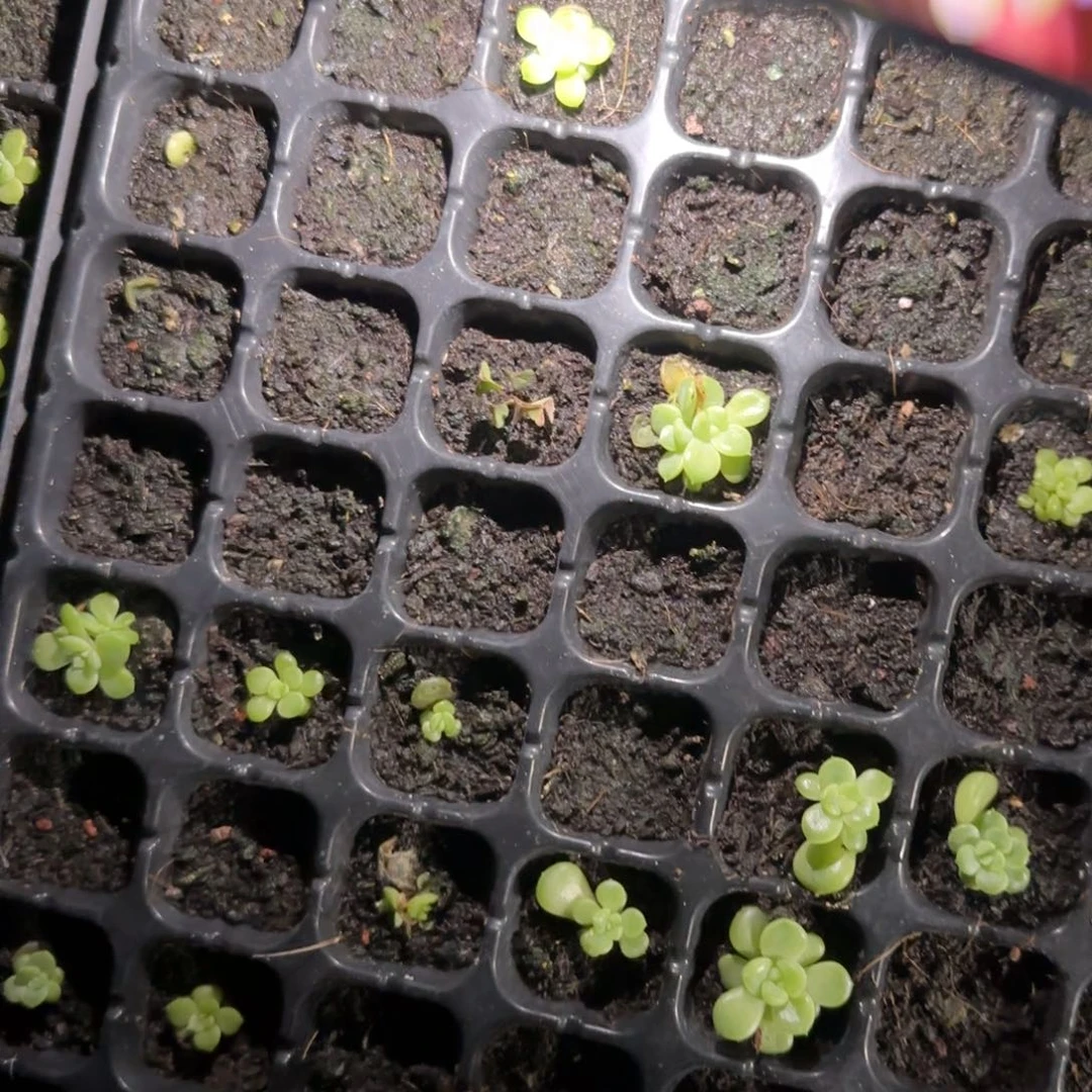 P C11财富中苗穴一个满25包邮