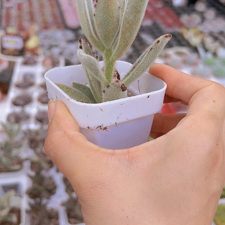 大兔子19包邮多肉植物