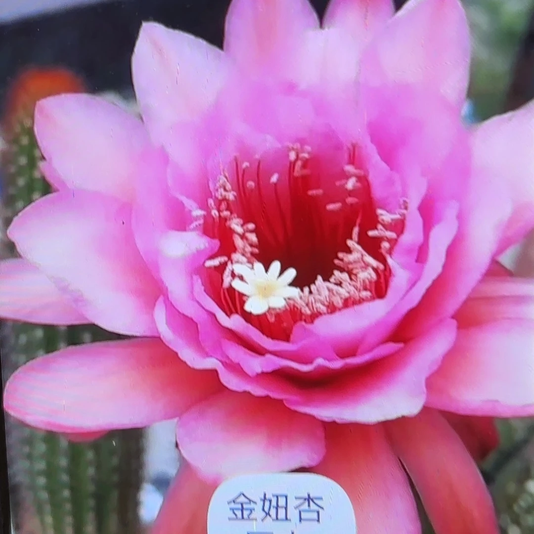 杏巨人金妮无根侧牙20包邮22