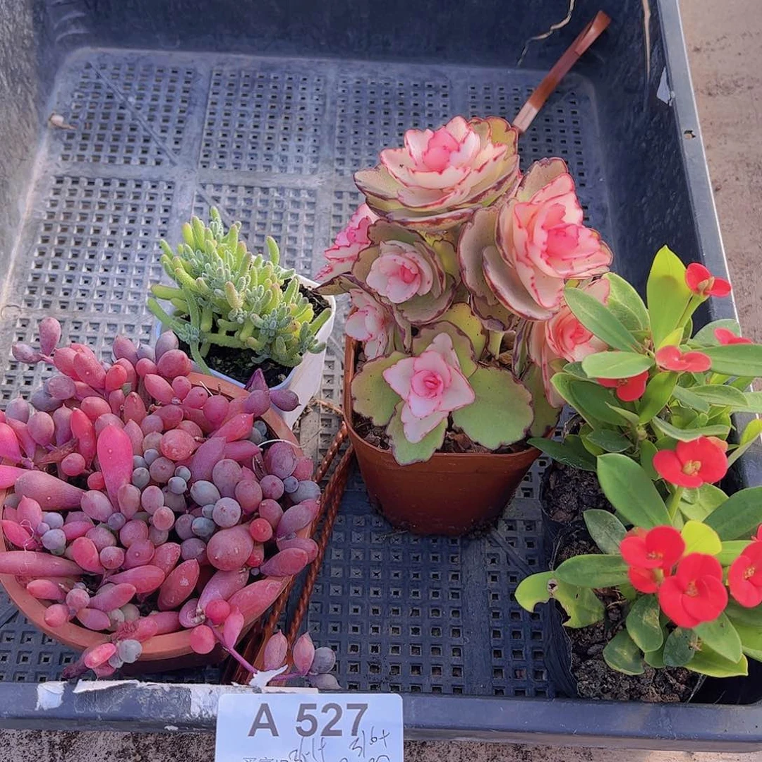 多肉527多肉植物