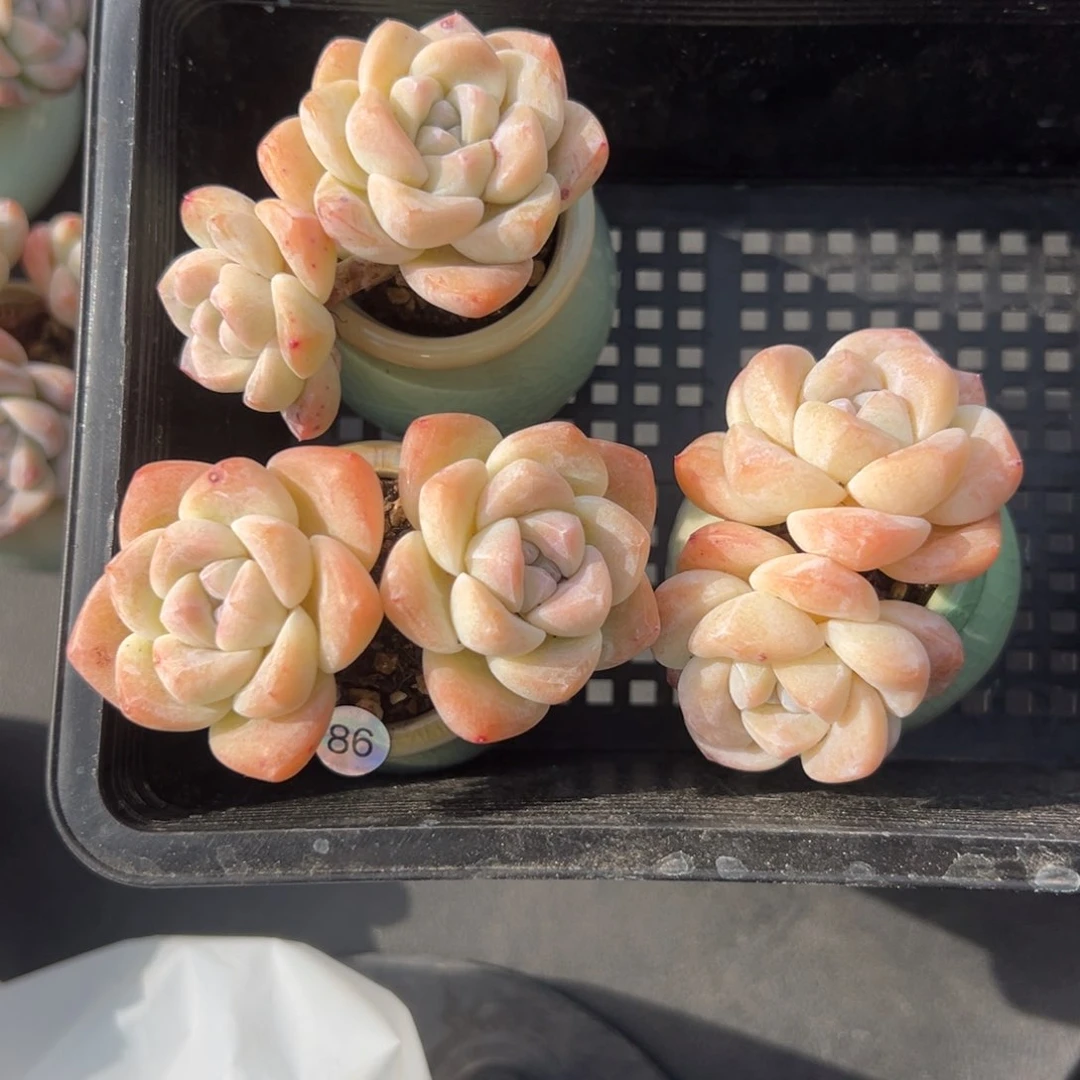 潼**泯三个双头冰玉带盆可能会掉土00000000