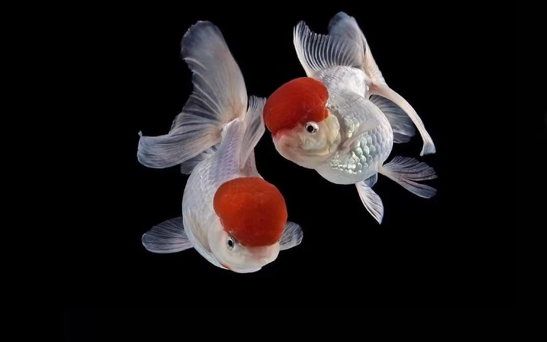 压成泰狮金鱼⑨cm左右