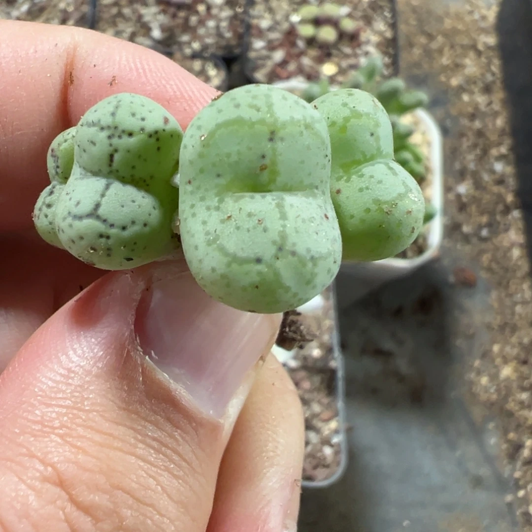 16-42肉锥多肉植物大战