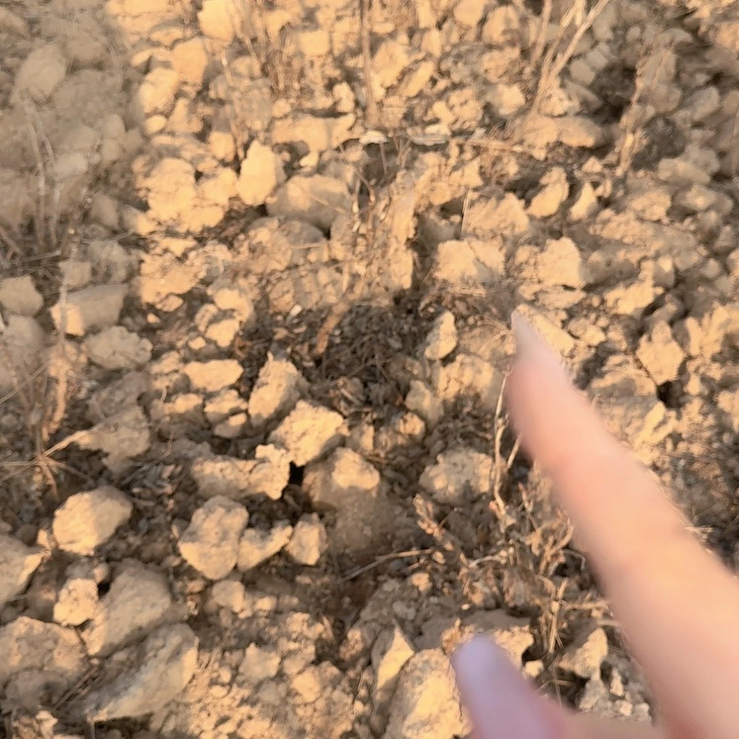 无花朵11111111111