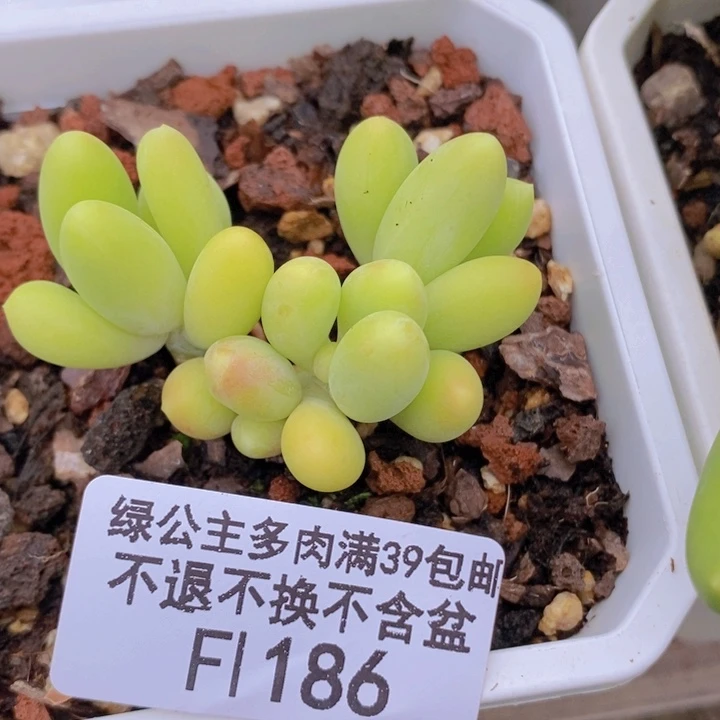 芒果奶6cm186多肉植物