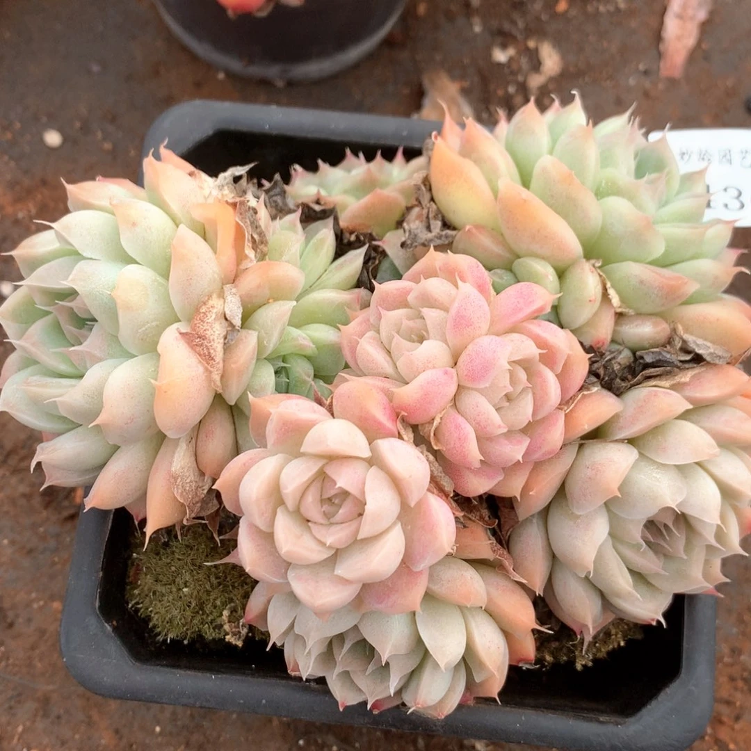 小*儿2436不包整散特价